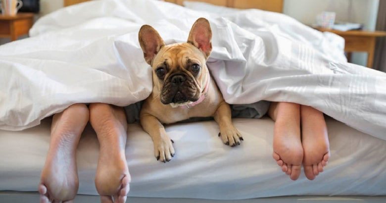 Is it good to Sleep with Your Pets?