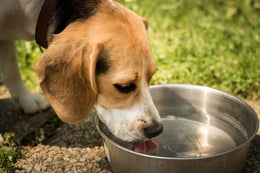 Is it Safe to Wash Pet Dishes with Human Dishes?