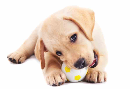 What Do Vets Recommend for Dog Chews
