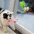 Cat Feather Teasing Toy Sucked On The Window Funny