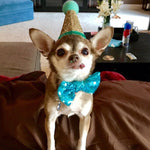 Pet Cat Dog Birthday  Headwear Caps Hat Party