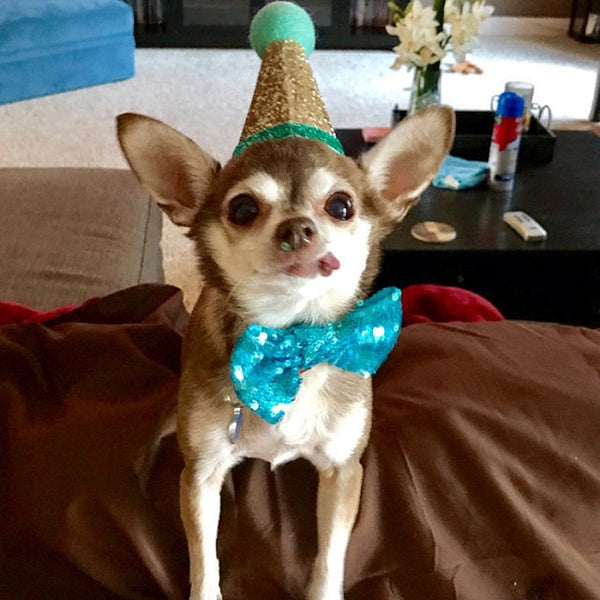 Pet Cat Dog Birthday  Headwear Caps Hat Party