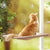 Pet Cat Hammock Hanging Beds Cute Safe Cat Sunny